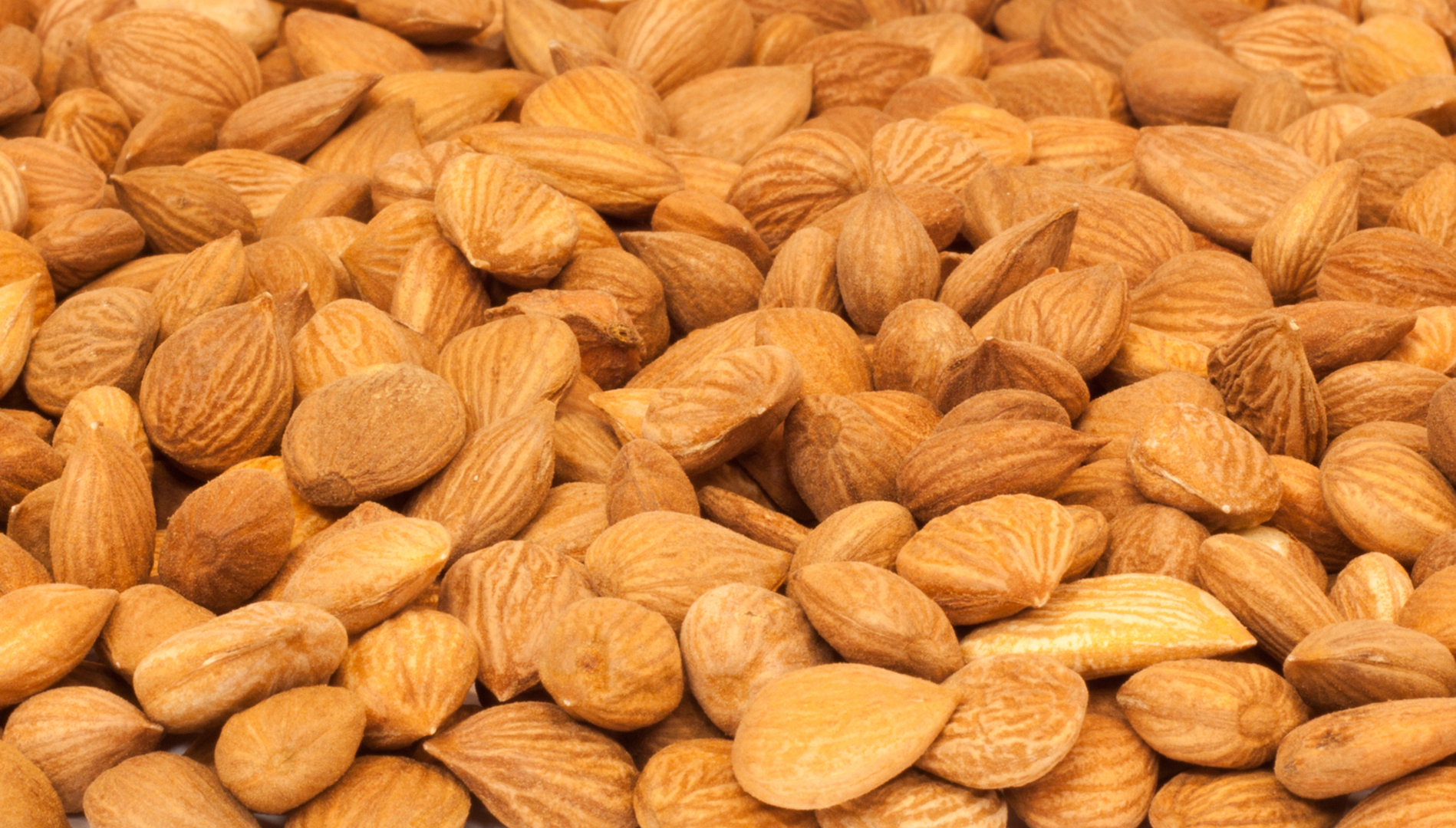 California Apricot Seeds Apricot Seeds Grown in California